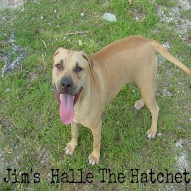 Jims Halle The Hatchet Pit Bull.jpg